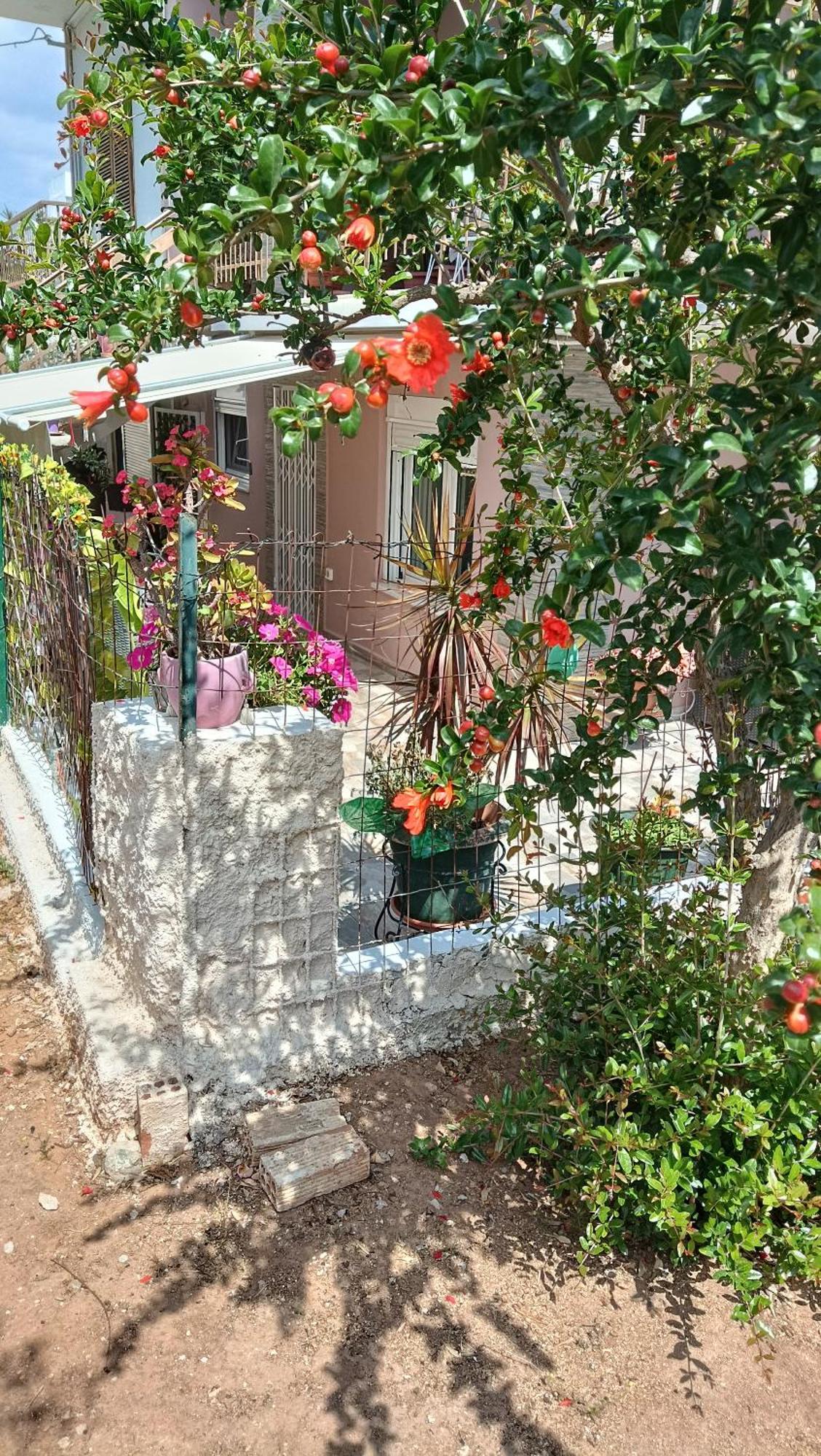 Apartmán Melograno Markópoulon Exteriér fotografie
